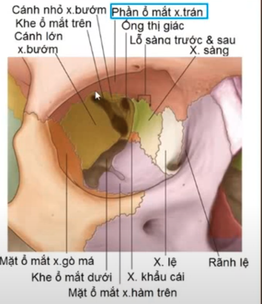 <p>Rãnh dưới ổ mắt có chi tiết nào đi qua ? </p>