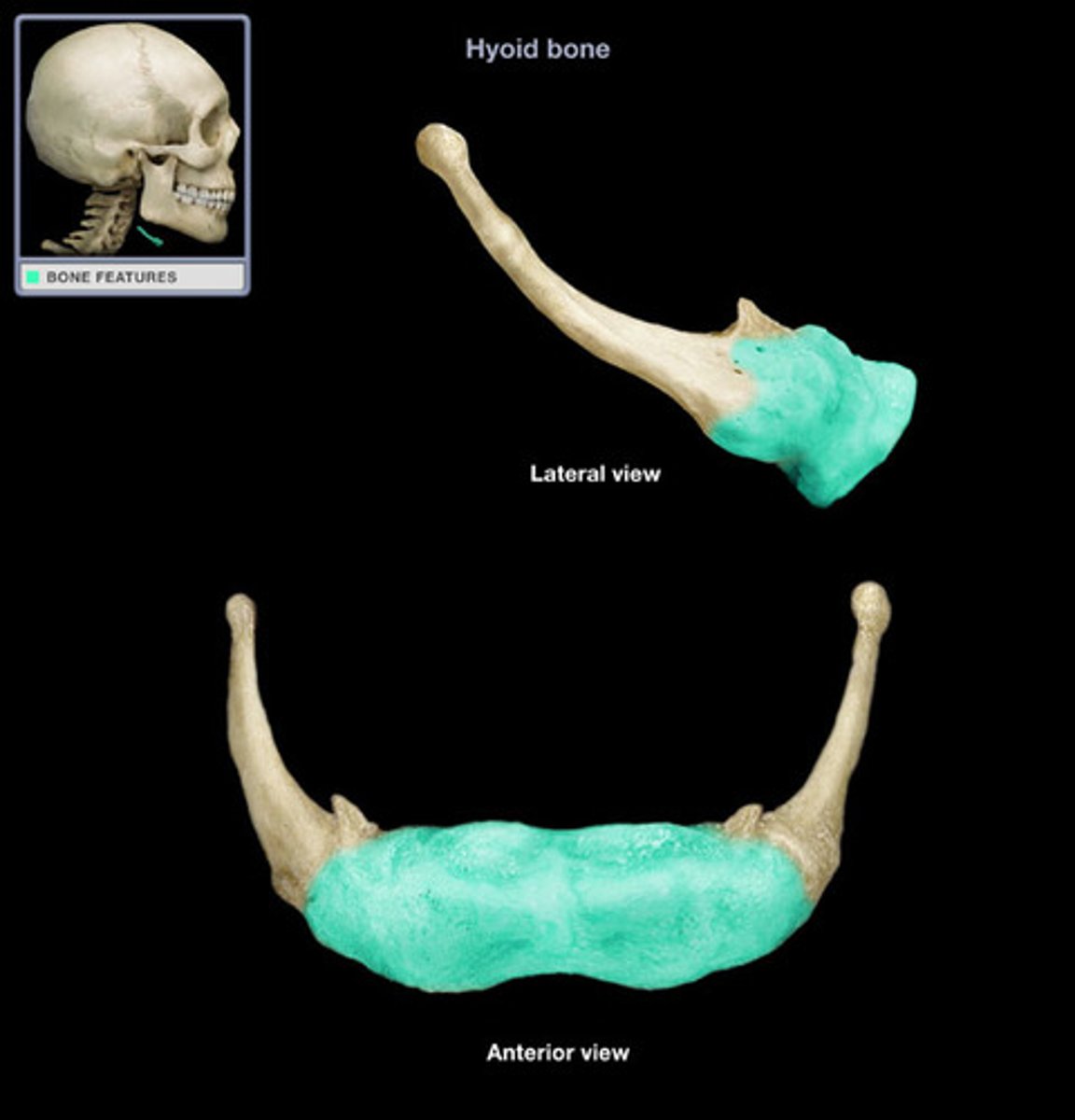 <p>Hyoid - central body</p>
