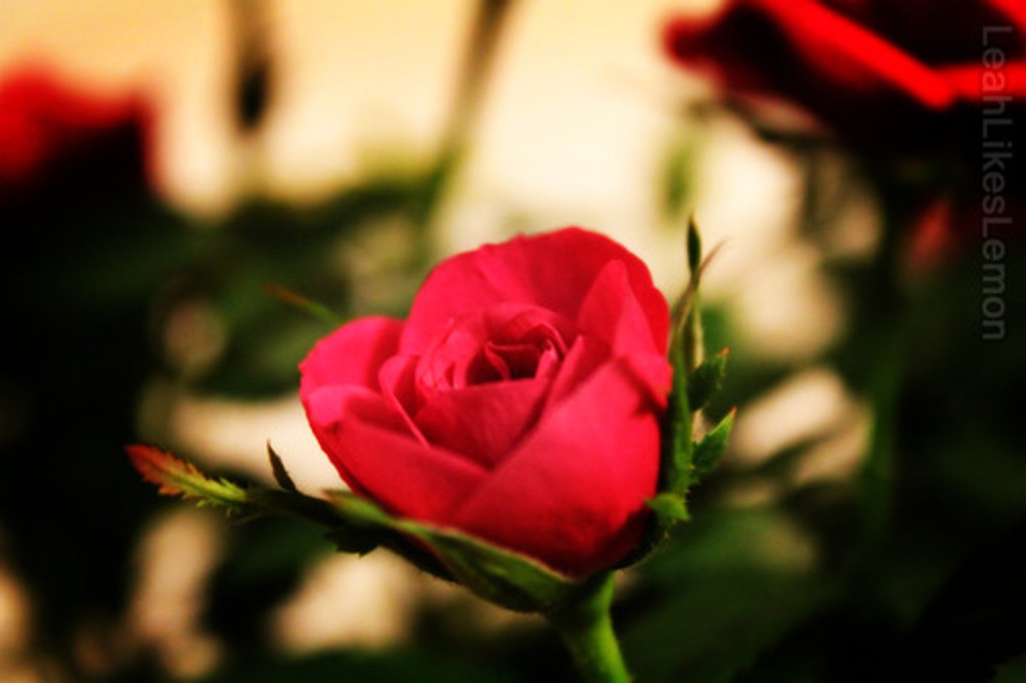 <p>rosa</p>