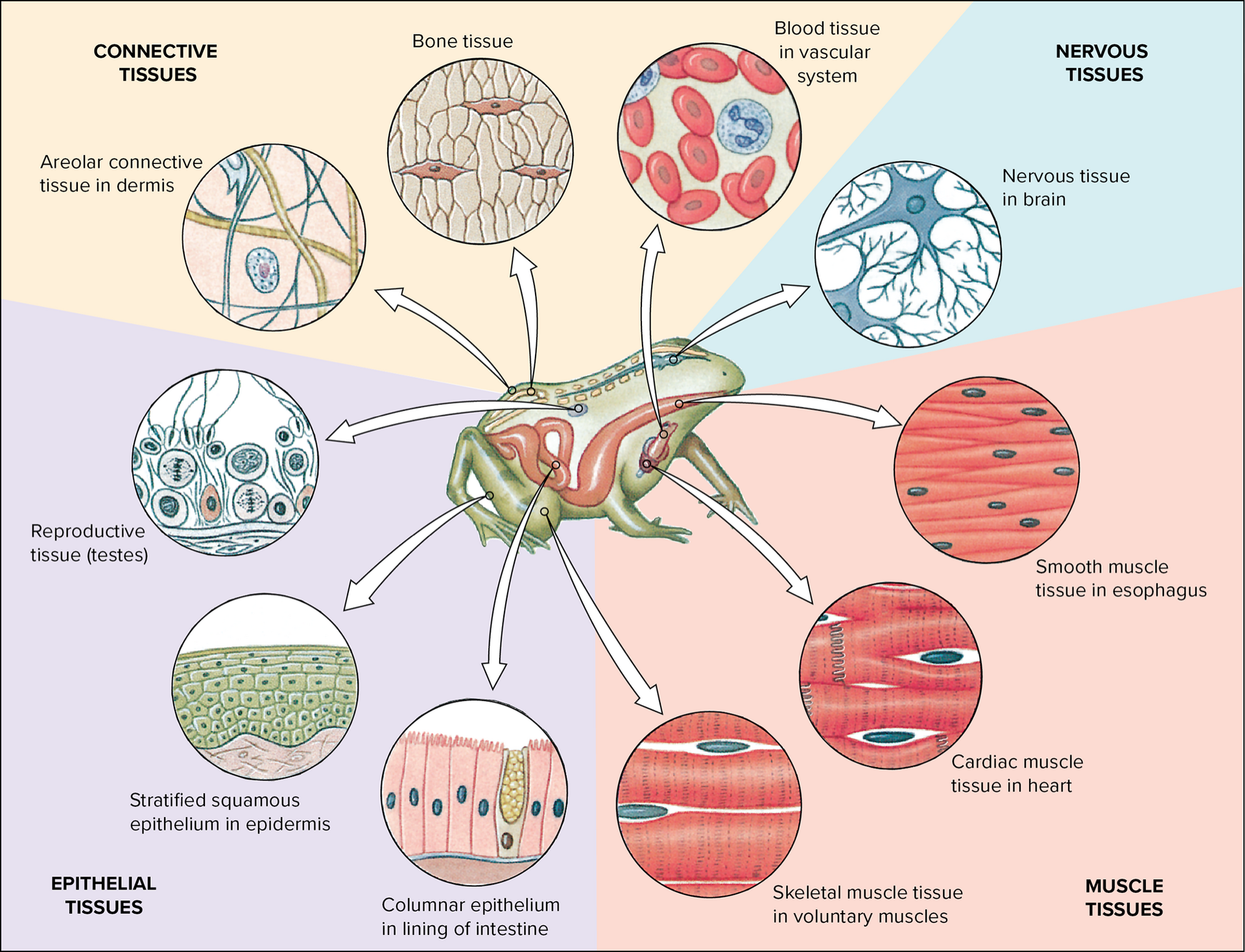 Types of Tissues