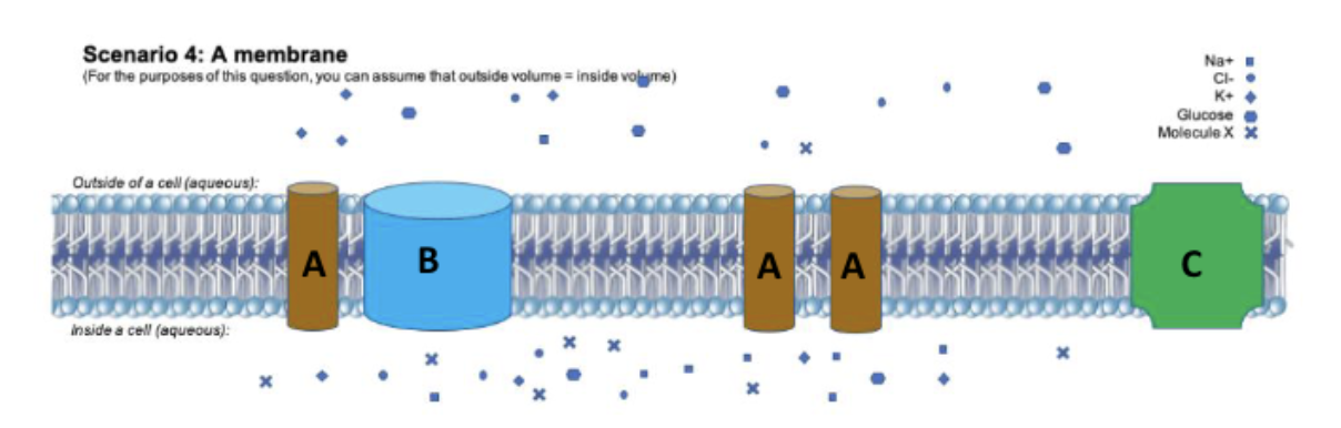 <p><span><span>If molecule C is the glucose transporter, GLUT-1, what does the above diagram indicate is happening?<br>A. Simple diffusion out of the cell.<br>B. Facilitated diffusion out of the cell.<br>C. Active transport out of the cell.<br>D. Active transport into the cell.<br>E. Facilitated diffusion into the cell</span></span></p>