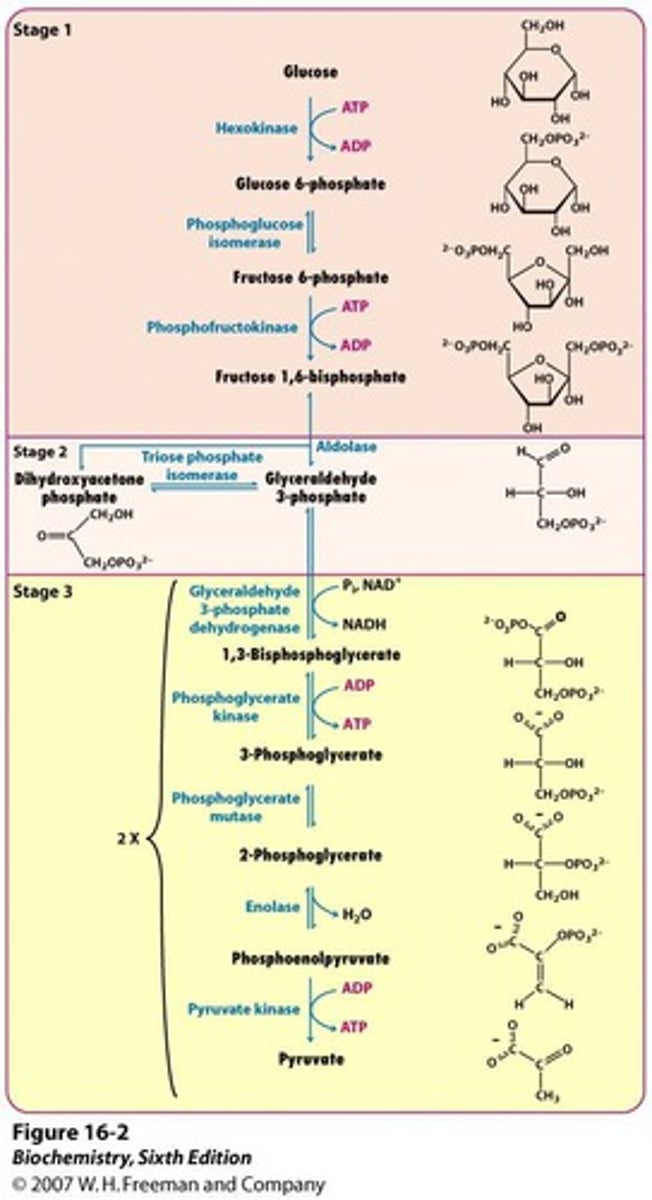 <p>preparatory phase (consumed 2 atp) and payoff phase (produce 4 atp, 2 pyruvate, and 2 NADH)</p>