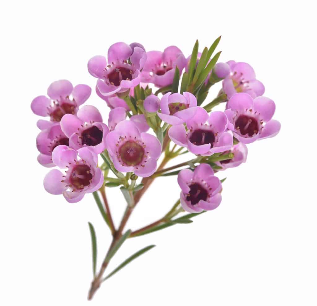 <p>Waxflower</p>