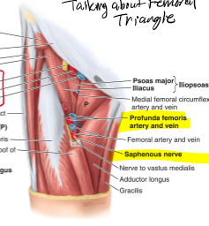 <p>Femoral vein plus proximal tributaries: great saphenous &amp; profunda femoris veins</p>