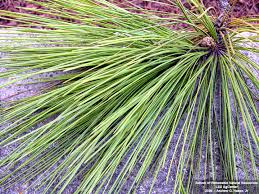 <p>bundles of three, dark and glossy green, 8-18 inches long</p>