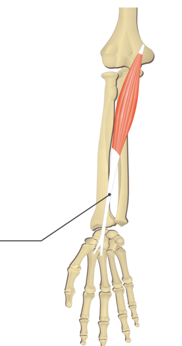 <p></p><p>origin: medial epicondyle of humerus</p><p>insertion: metacarpals II and III</p>