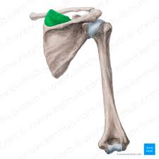 <p>Function: Abduction of arm, Holds the humeral head in the glenoid fossa</p><p>Exercise: Lateral raises</p><p>Stretch: Crossbody arm pull</p>