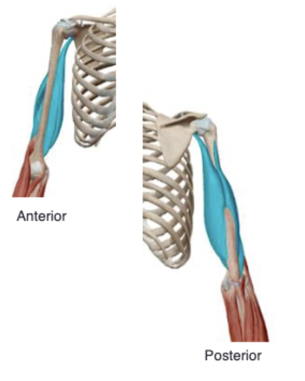 <p>Triceps brachii action</p>