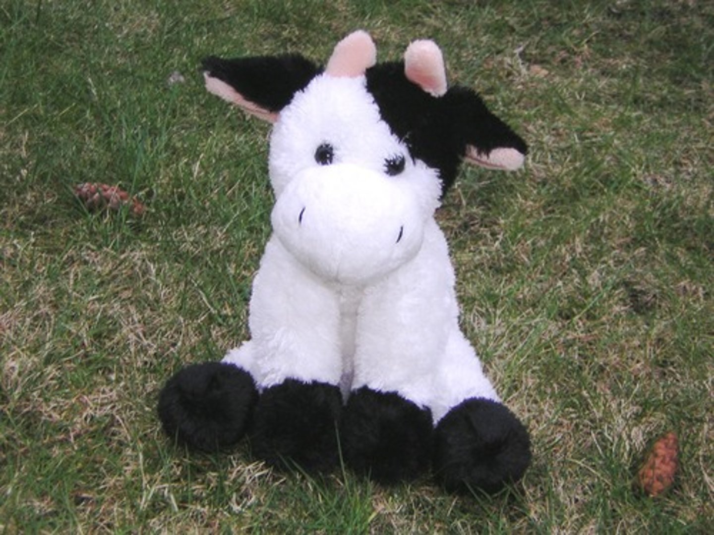 <p>cow</p>
