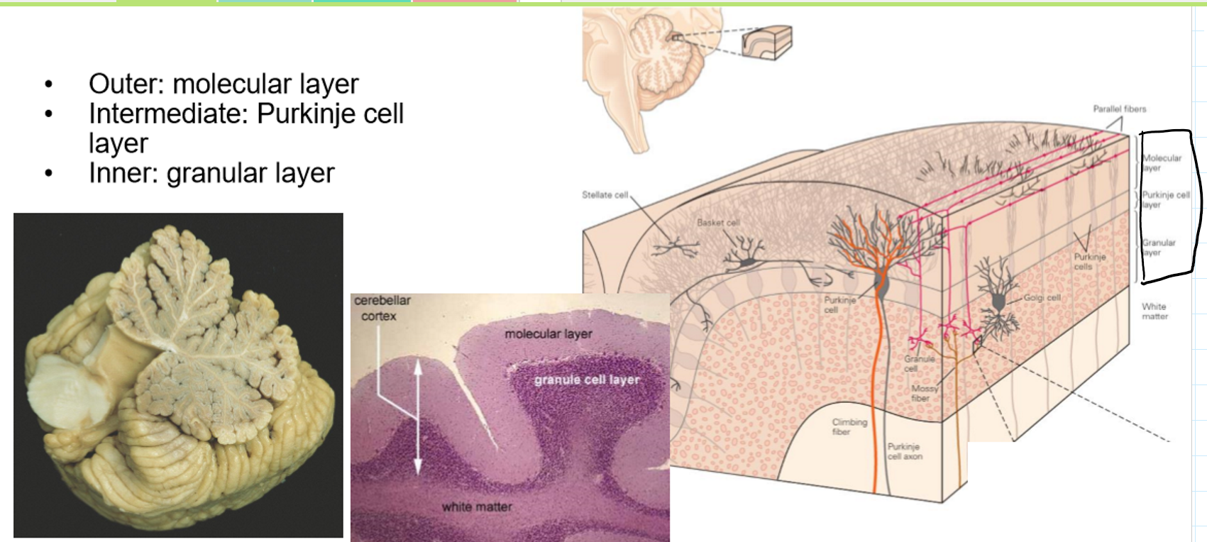 <p>Outer: molecular layer </p><p>Intermediate: Purkinje cell layer </p><p>Inner: granular layer</p>