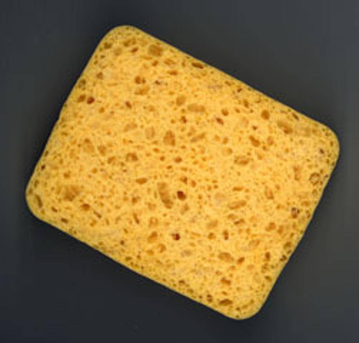 <p>sponge</p>