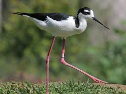 <p>vocal, long legs, forage for small fish, marshes, monogamous</p>