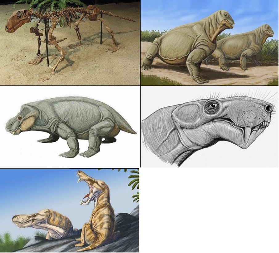 <p><span>What are these early Mesozoic animals?</span></p><p>a) therapsids - mammal ancestors</p><p>b) thecodonts - dinosaur ancestors</p><p>c) monotremes - an extinct clade with no descendants</p><p>d) kommodians - ancestor to all dinosaurs and mammals</p>