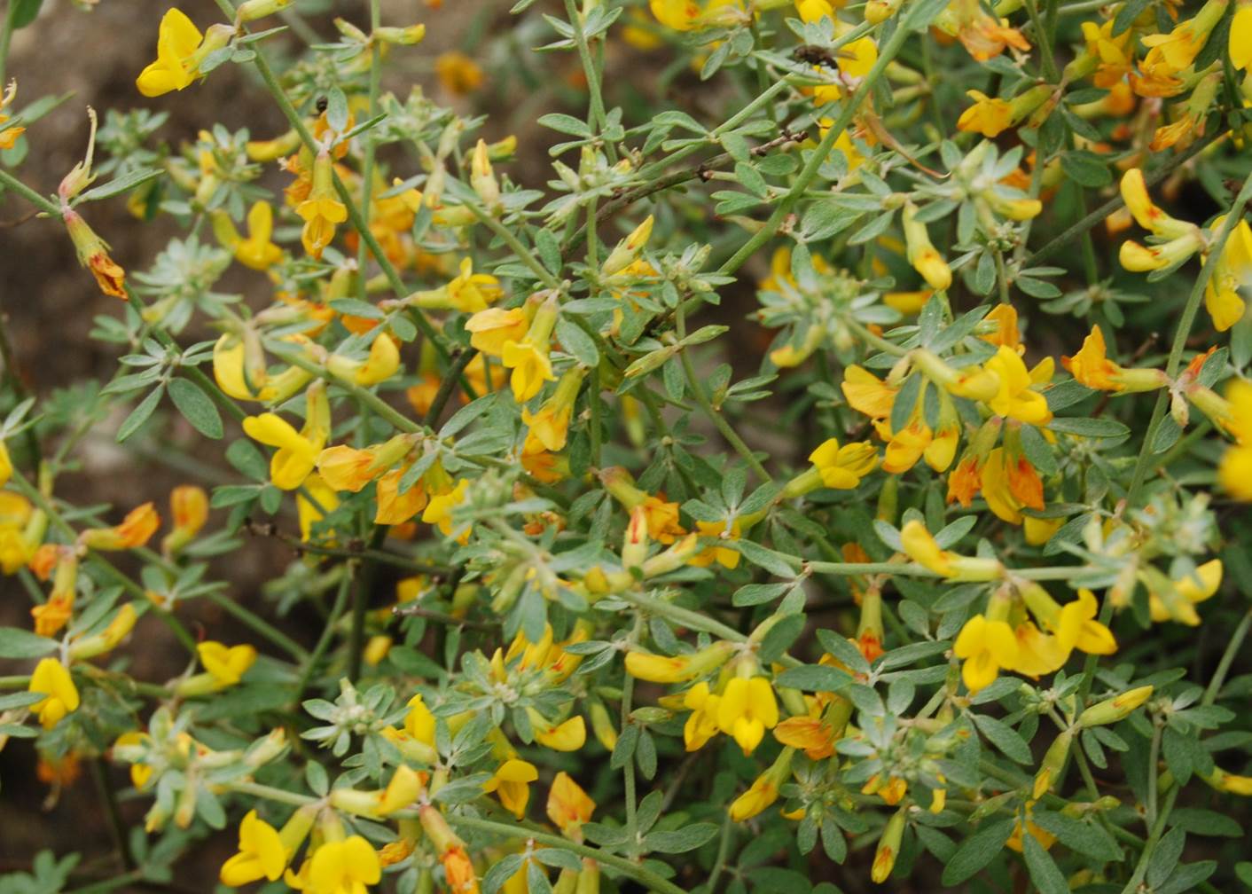<p>Short winged deerweed</p>