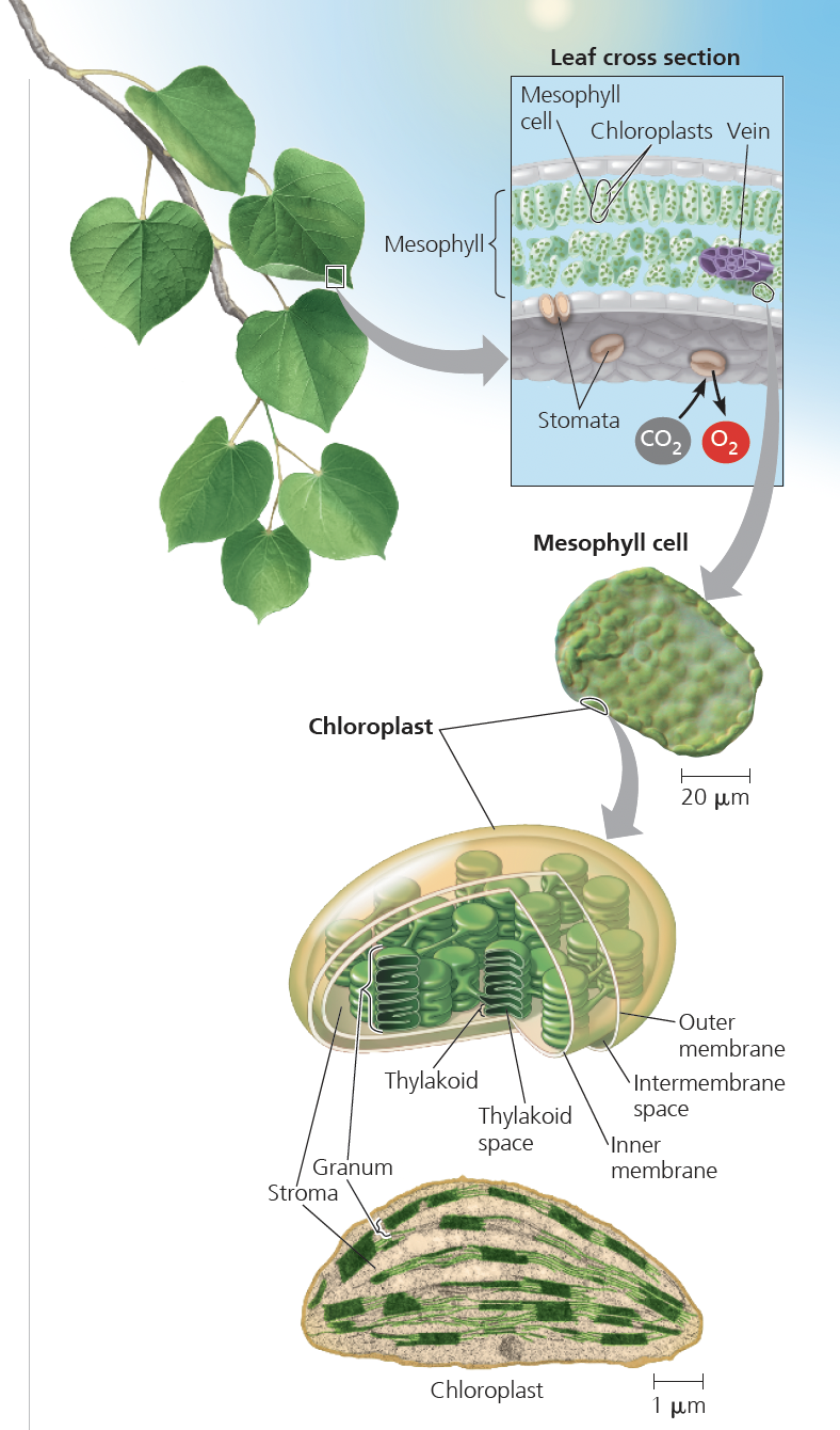 <p><span style="font-size: inherit; font-family: inherit"><em>Most photosynthesis in plants occurs&nbsp;leaves</em></span><span><br></span><span style="font-size: inherit; font-family: inherit">•&nbsp;Chloroplasts are found mainly in <strong>&nbsp;mesophyll cells, the interior tissue of the leaf</strong></span><span><br></span><span style="font-size: inherit; font-family: inherit">•&nbsp;<strong><u>CO2&nbsp;enters </u>and O2&nbsp;exits the leaf through&nbsp;microscopic pores called&nbsp;stomata</strong></span><span><br></span><span style="font-size: inherit; font-family: inherit">•<strong>&nbsp;Veins transport water from the roots and&nbsp;export sugar</strong> <strong>to&nbsp;<u>non-photosynthetic</u>&nbsp;parts of&nbsp;the plant </strong></span></p>