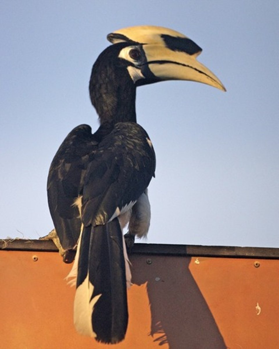 <p>Coraciiformes Bucerotidae</p>