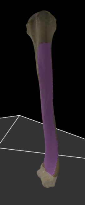 <p>De voorste laterale zijde van de humerus.</p>