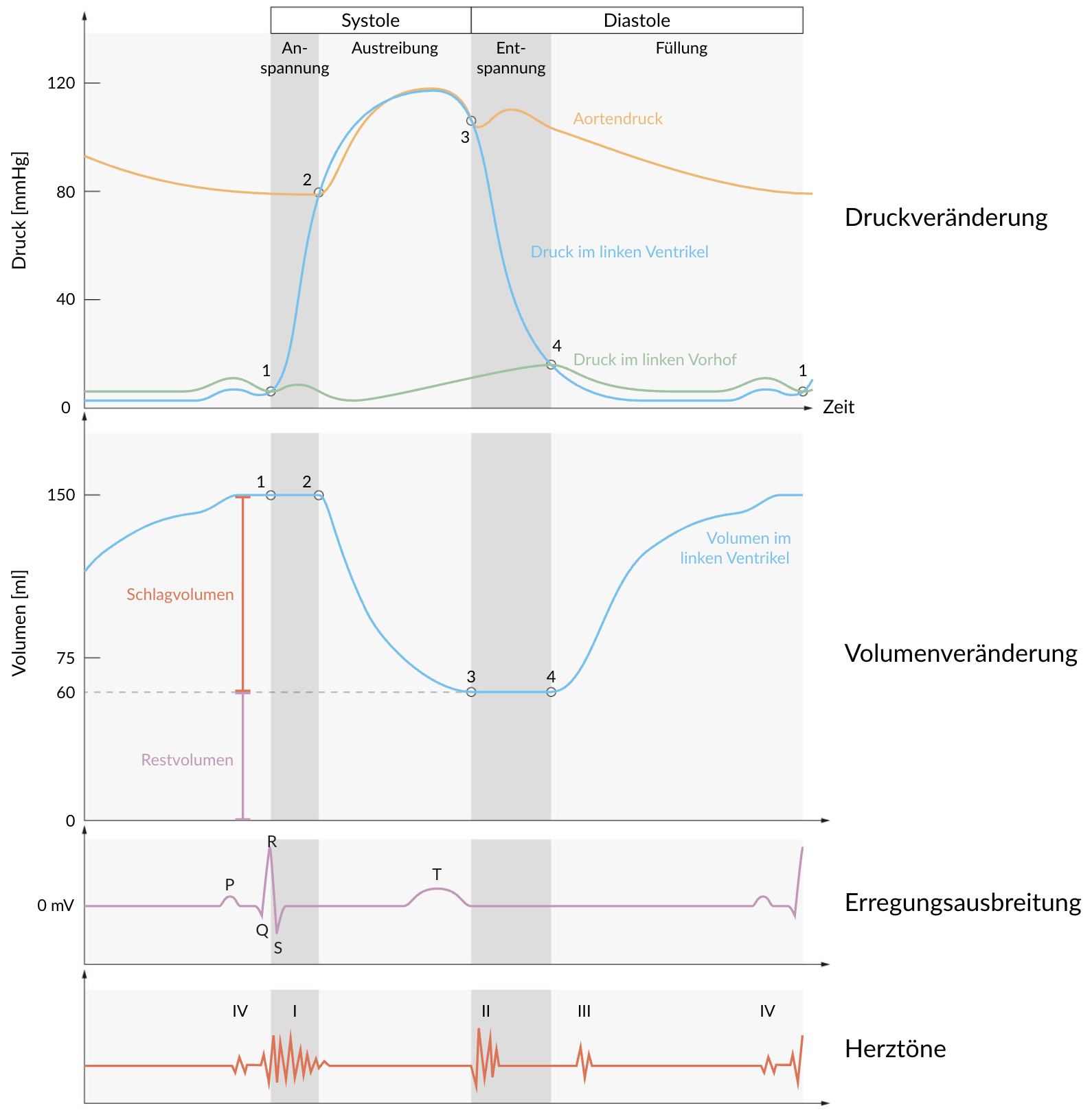 <p>D. The end of the T wave in the ECG</p>