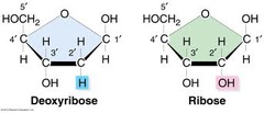 forms the sugar phosphate backbone of RNA(ribose) and DNA(deoxyribose)