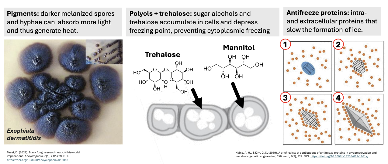 <p><strong><em><u>ppa</u></em></strong></p><ul><li><p><strong>Pigments:</strong> darker melanized spores and hyphae can absorb more light and thus generate heat</p></li><li><p><strong>Polyols + trehalose: </strong>sugar alcohols + trehalose accumulate in cells, depressing freezing point and preventing cytoplasmic freezing</p></li><li><p><strong>Antifreeze: </strong>intra- &amp; extracellular proteins slow ice formation by restricting size</p><ul><li><p>Restricts ice crystal formation; <u>controls size</u> small enough to not break open cell</p></li></ul></li></ul><p></p>