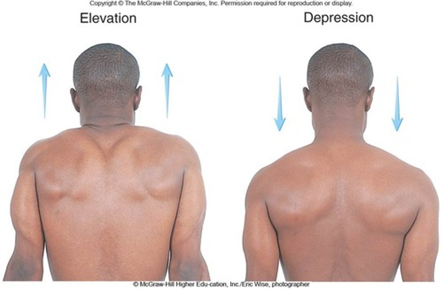 <p>Movement of structures of the body, e.g. depression of a shoulder joint lowers the corresponding arm vertically downwards. (opposite of elevation)</p>