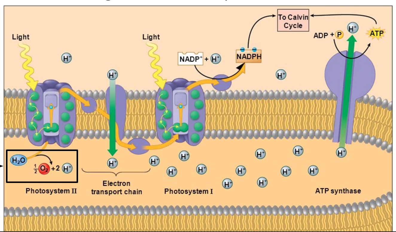 <p>As electrons are being passed down, water is split into oxygen and H+ ions</p><p>H+ ions diffuse down an enzyme called ATP synthase</p><p>ATP synthase phosphorylates ADP to create ATP</p><p>ATP is then brought to the Calvin Cycle</p>