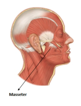 <p>masseter</p>