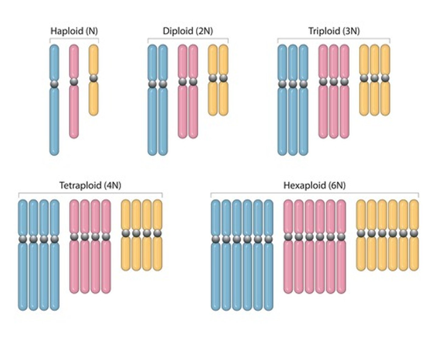 <p>Describes the number of sets of chromosomes present in an organism or cell.</p>
