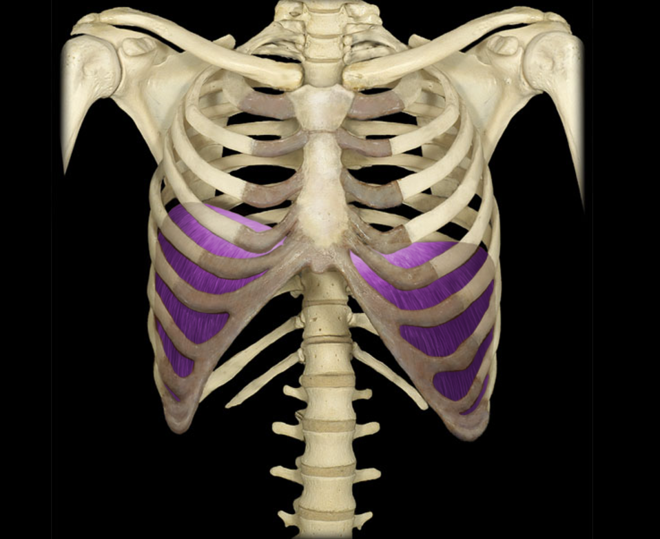 <p>Diaphragm</p>
