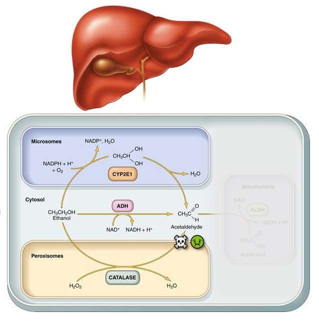 <p>- EtOH -&gt; acetylaldehyde -&gt; acetate (occurs in hepatocytes of the liver)</p><p>.</p><p>STEP 1: EtOH to acetylaldehyde</p><p>- MODERATE: cytochrome P450 (CYP2E1)</p><p>- MAJOR (90%) - alcohol dehydrogenase (ADH)</p><p>- MINOR - catalase</p><p>.</p><p>Acetaldehyde is highly toxic, and causes liver damage (cirrhosis)</p>