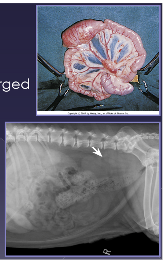 <ul><li><p>maxillary </p></li><li><p>accessory axillary </p></li><li><p>cervical </p></li><li><p>femoral </p></li><li><p>retropharyngeal </p></li><li><p>sublumbar*** </p></li><li><p>mesenteric*** </p></li></ul><p></p>
