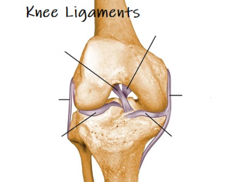 <ul><li><p>Left: ACL, LCL, lateral meniscus</p></li><li><p>Right: PCL, MCL, medial meniscus</p></li></ul>