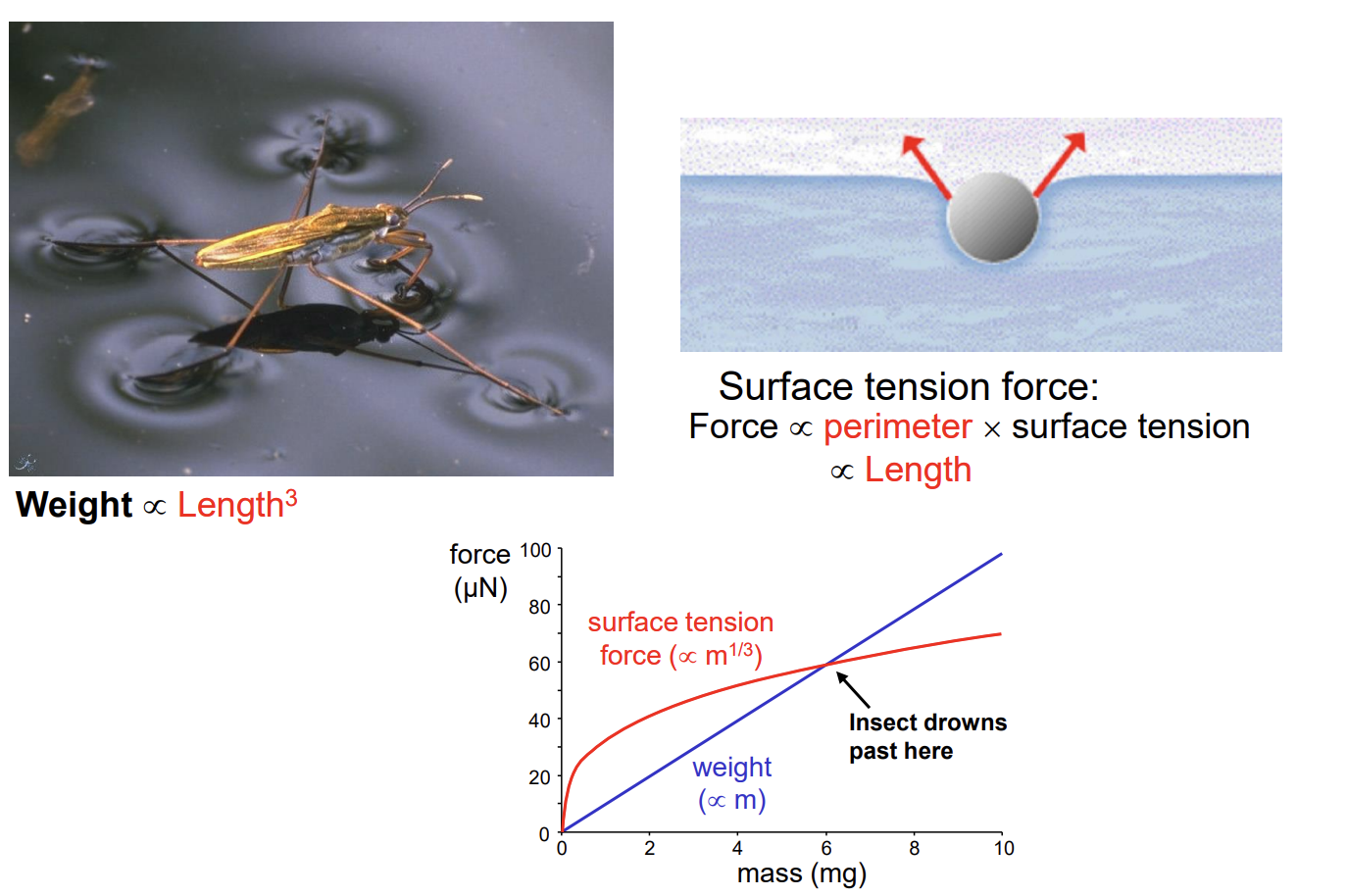 <p>Force on the water <strong>prop</strong> to <strong>perimeter of contact zone with feet</strong></p><ul><li><p>i.e with length, not area</p></li></ul><p>THEREFORE:<br>surface tension <strong>prop</strong> body mass<sup>-2/3</sup></p><ul><li><p>Surface tension decreases massively with size</p></li></ul><p><strong><em>Only very small animals can walk on water</em></strong></p><p></p>