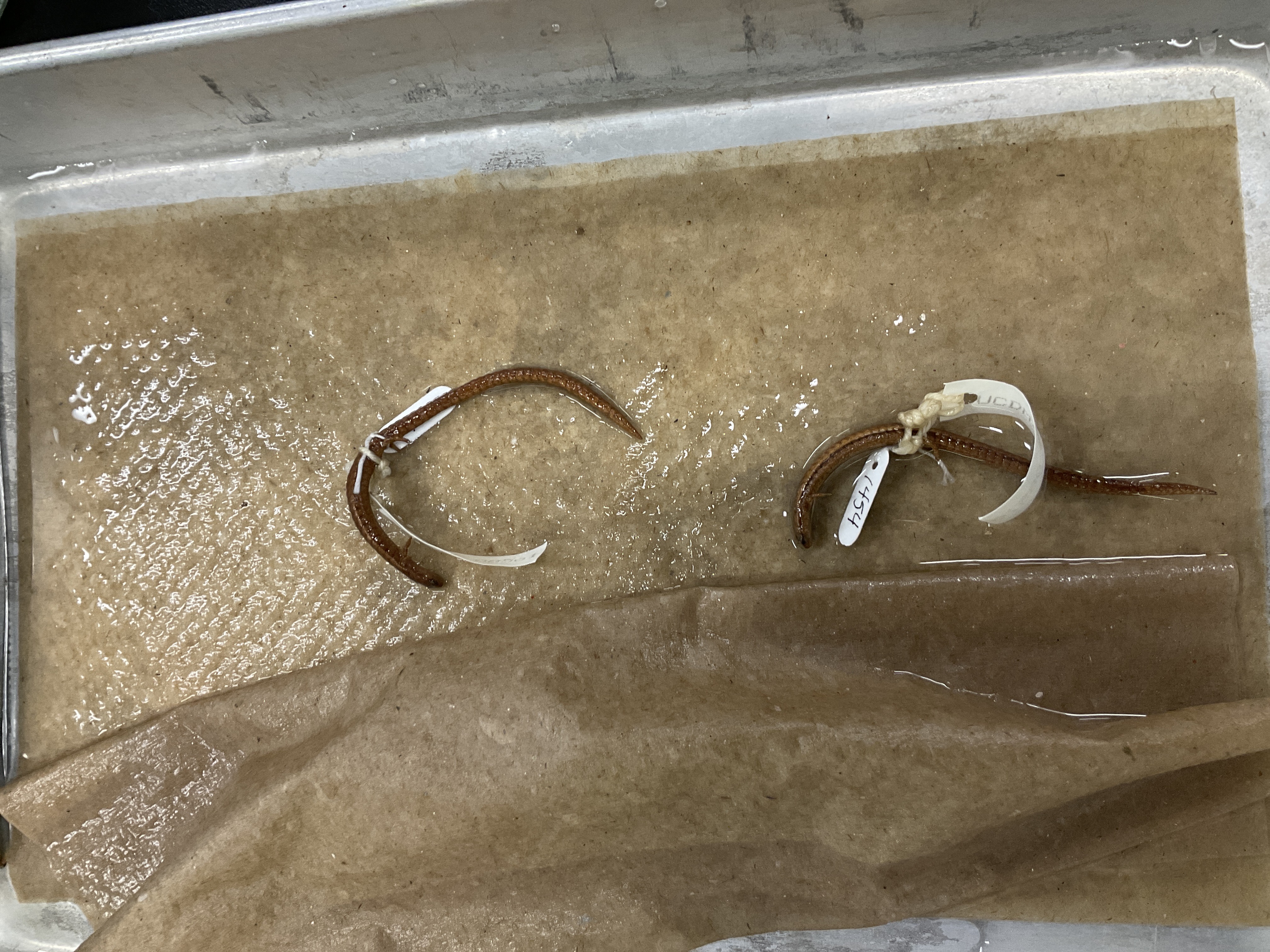 <p>Family and species </p>