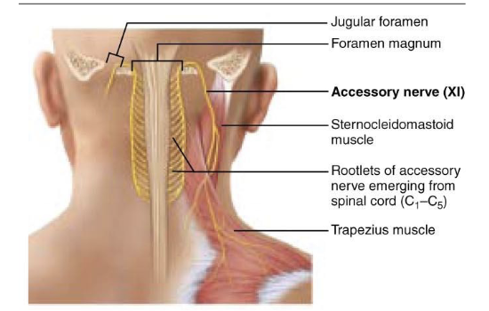<p>what is component of <span>Cranial Nerve XI – Accessory Nerve?</span></p>