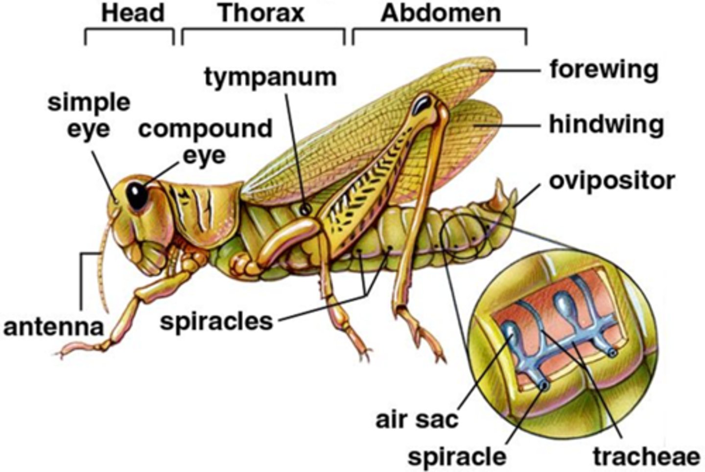 <p>-Head: feeding, sensory</p><p>-Thorax: locomotion</p><p>-Abdomen: digestion, reproduction</p>