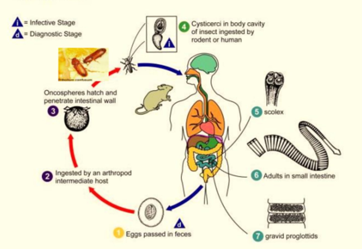 knowt flashcard image