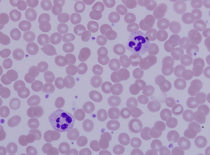 <p>identify the key structures on the pic</p>