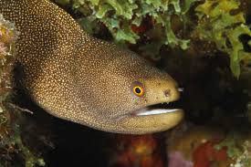 <p>Eels</p>