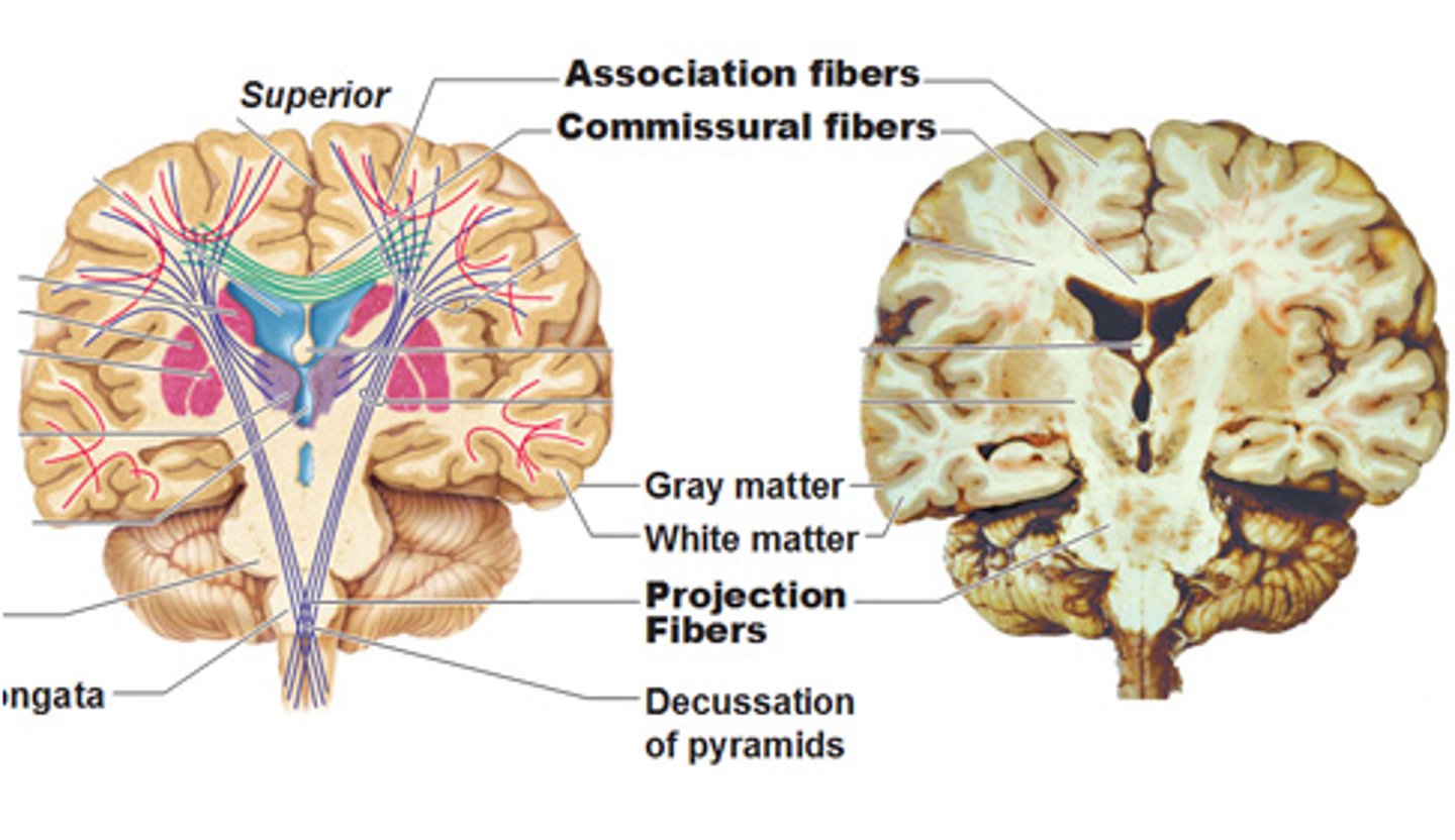 <p>Projection fibers connect the cerebral cortex with lower brain regions and the spinal cord. They carry information vertically — either sensory input going up to the cortex or motor commands going down from the cortex.</p><p>Ascending fibers: carry sensory info to the cortex.</p><p>Descending fibers: carry motor commands to the brainstem and spinal cord.</p>