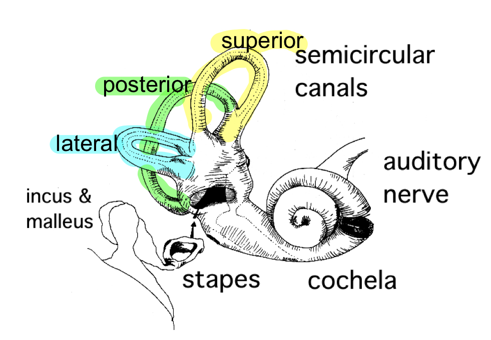 <p>Three semi-circular canals </p>