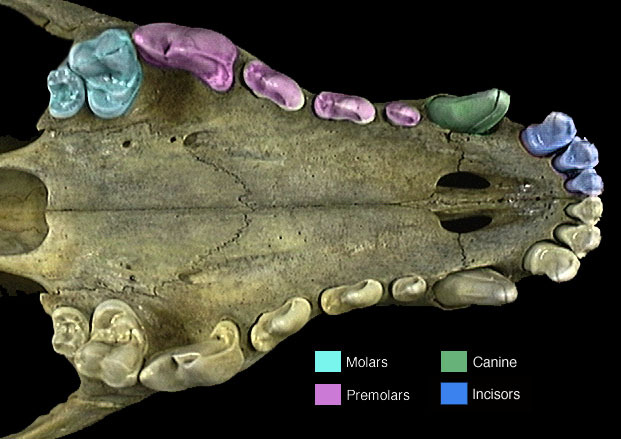 <p>4 types of teeth in mammals</p>