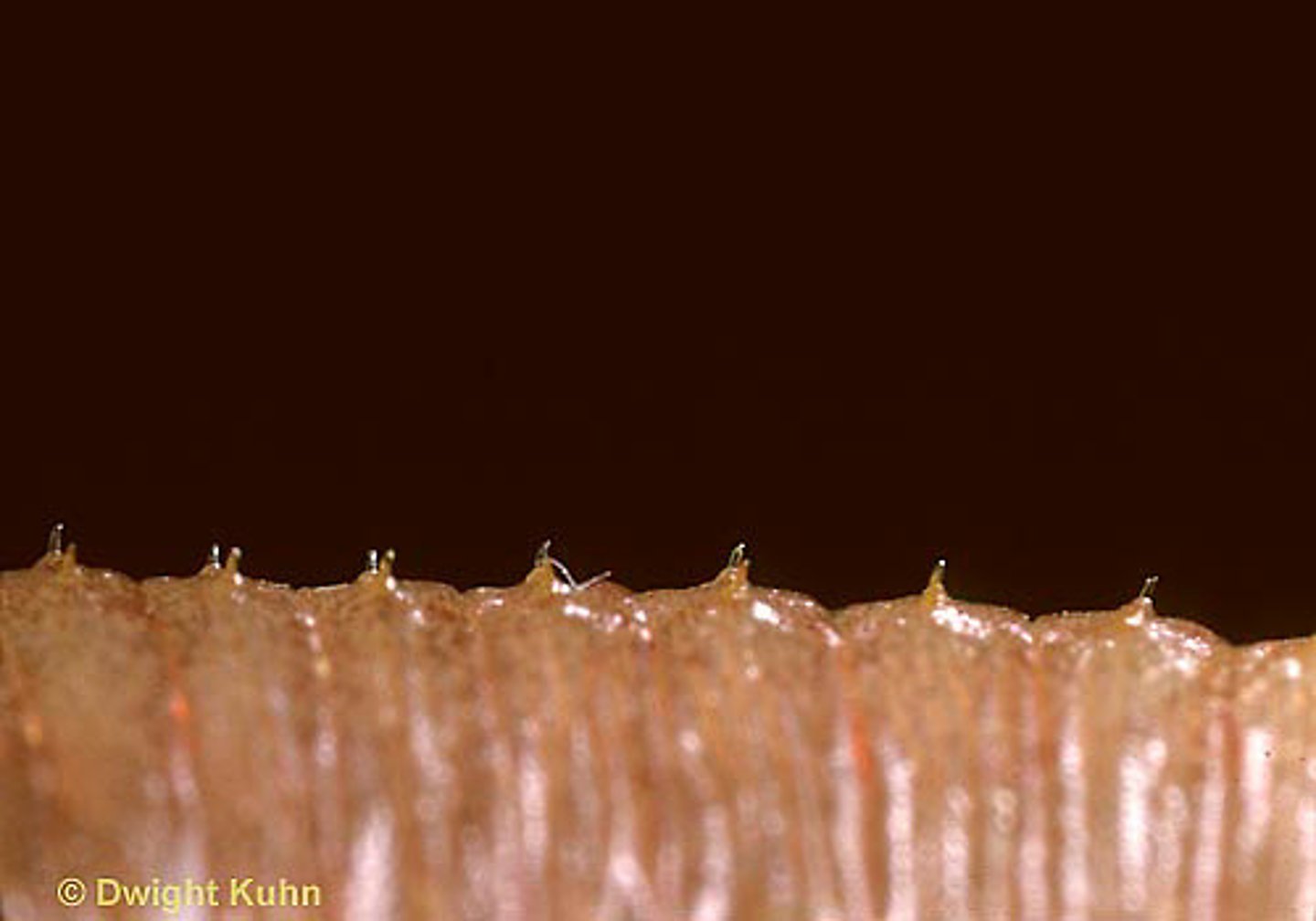 <p>What are these known as?</p>