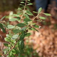 very small, elliptical leaves
leaves are shiny on top and slightly revolute, with orange spots on the underside
flowers are urn–shaped and hang on penducles
fruit produced is a desiccated berry