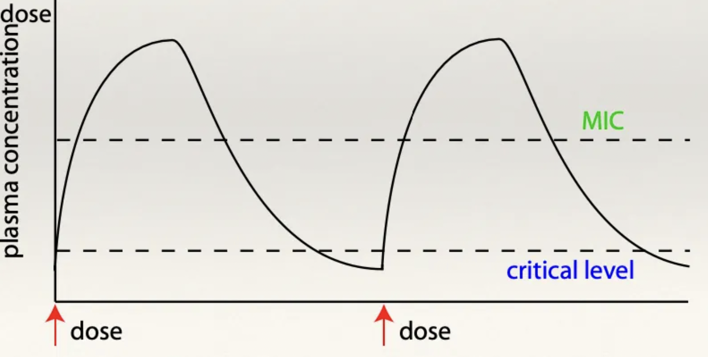 <p><u>Absorption:</u> ALWAYS give parenterally (no GIT absorption)</p><p><u>Distribution:</u> Poor</p><p><u>Metabolism:</u> Post-antibiotic effect = <span>Bacterial growth suppression AFTER drug concentrations falling below MIC in the blood</span></p><p><u>Elimination:</u> Kidneys (NEVER use in food animals as present in kidneys for months)</p>