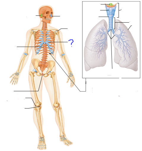 <p>(?)</p>