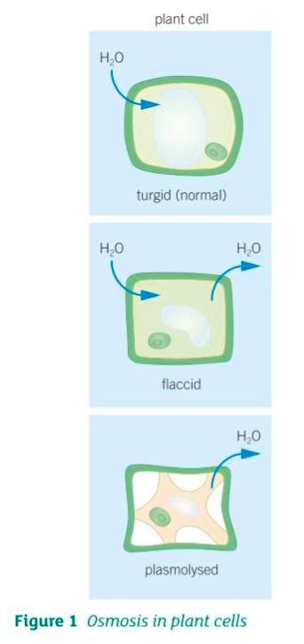 <p>ISOTONIC - Normal </p><p>HYPERTONIC - Water moves out of the cell, causing it to become flaccid. the vacuole and cytoplasm decrease in size. The cell membrane also pulls away from the cell wall, causing the cell to become plasmolyzed</p><p>HYPOTONIC - Water moves into the cell, causing the vacuole to swell and press the cytoplasm against the cell wall. This increases turgor pressure, making the cell turgid (firm and rigid).</p>