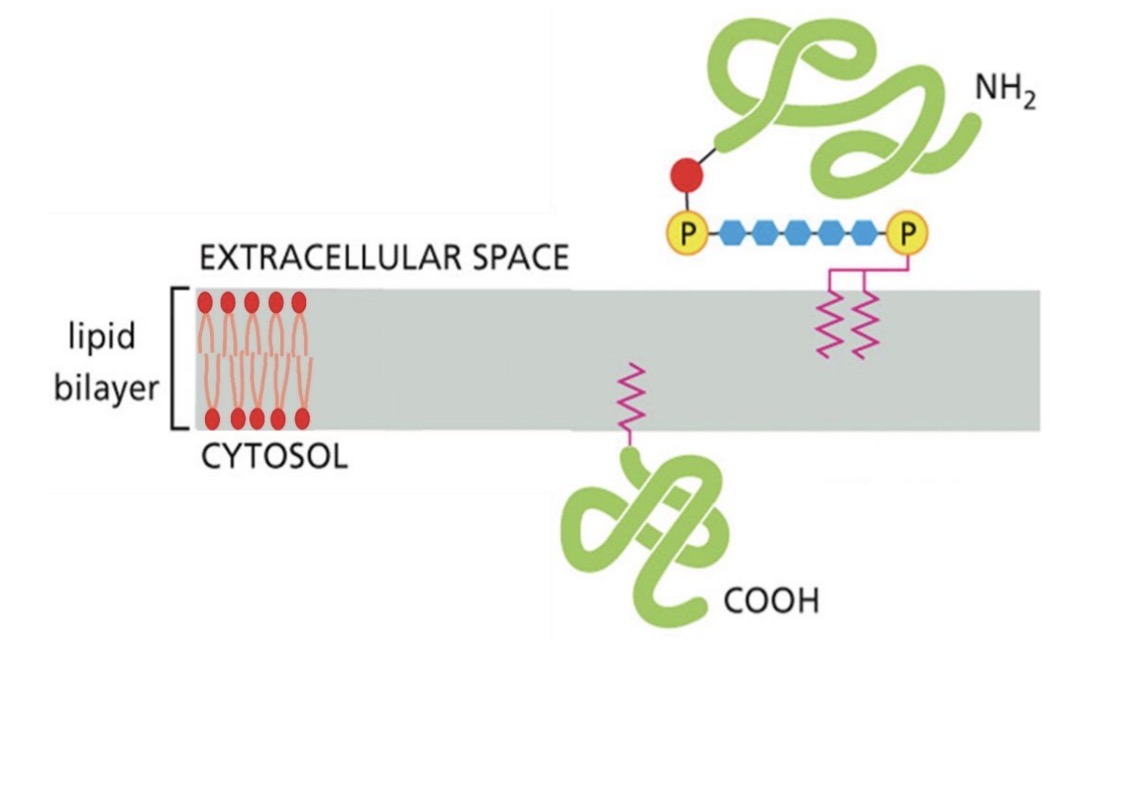 <p><span style="color: yellow;">For specific protein functions/roles, need to be on specific leaflet</span></p><p>.</p><p>Protein with GPI anchor</p><ul><li><p>synthesis in ER lumen</p></li><li><p>attach to<span style="color: rgb(94, 196, 255);"> non-cytosolic face</span></p></li><li><p>end up on outside of cell</p></li></ul><p>.</p><p>Protein with lipid anchor</p><ul><li><p>add to <span style="color: rgb(86, 255, 102);">cytosolic face</span></p></li><li><p>end up on inside of cell</p></li></ul><p></p>