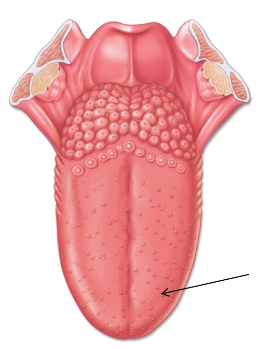 <p>Fungiform papilla contains taste buds found on the apical surface</p><p></p><p>a. True</p><p>b. False</p>