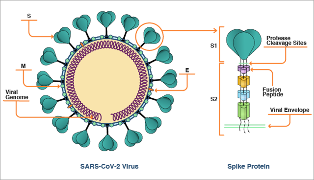 <p><span>Proteínas de la envoltura, producidas por el virus, importantes para la infección de células huésped. </span></p>